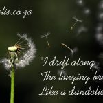Dandelion